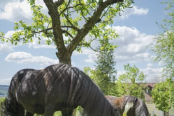 Zwei grasende Ponys auf einer Wiese mit einem Baum in der Mitte.