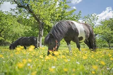 Zwei Ponys grasen auf einer blühenden Wiese mit Obstbäumen.